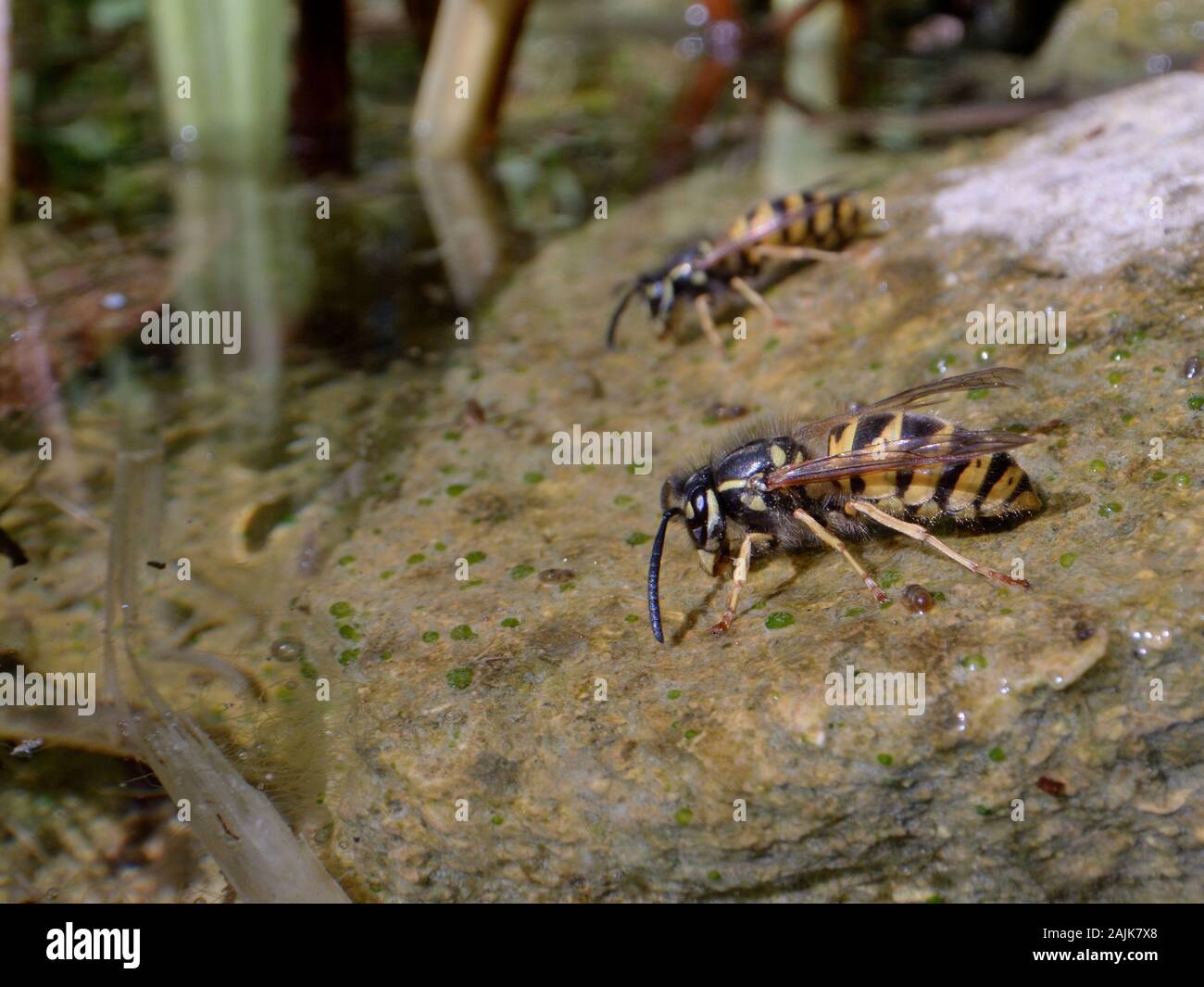 Due vespe comune (Vespula vulgaris) acqua potabile come stanno ai margini di un laghetto in giardino, Wiltshire, Regno Unito, Luglio. Foto Stock
