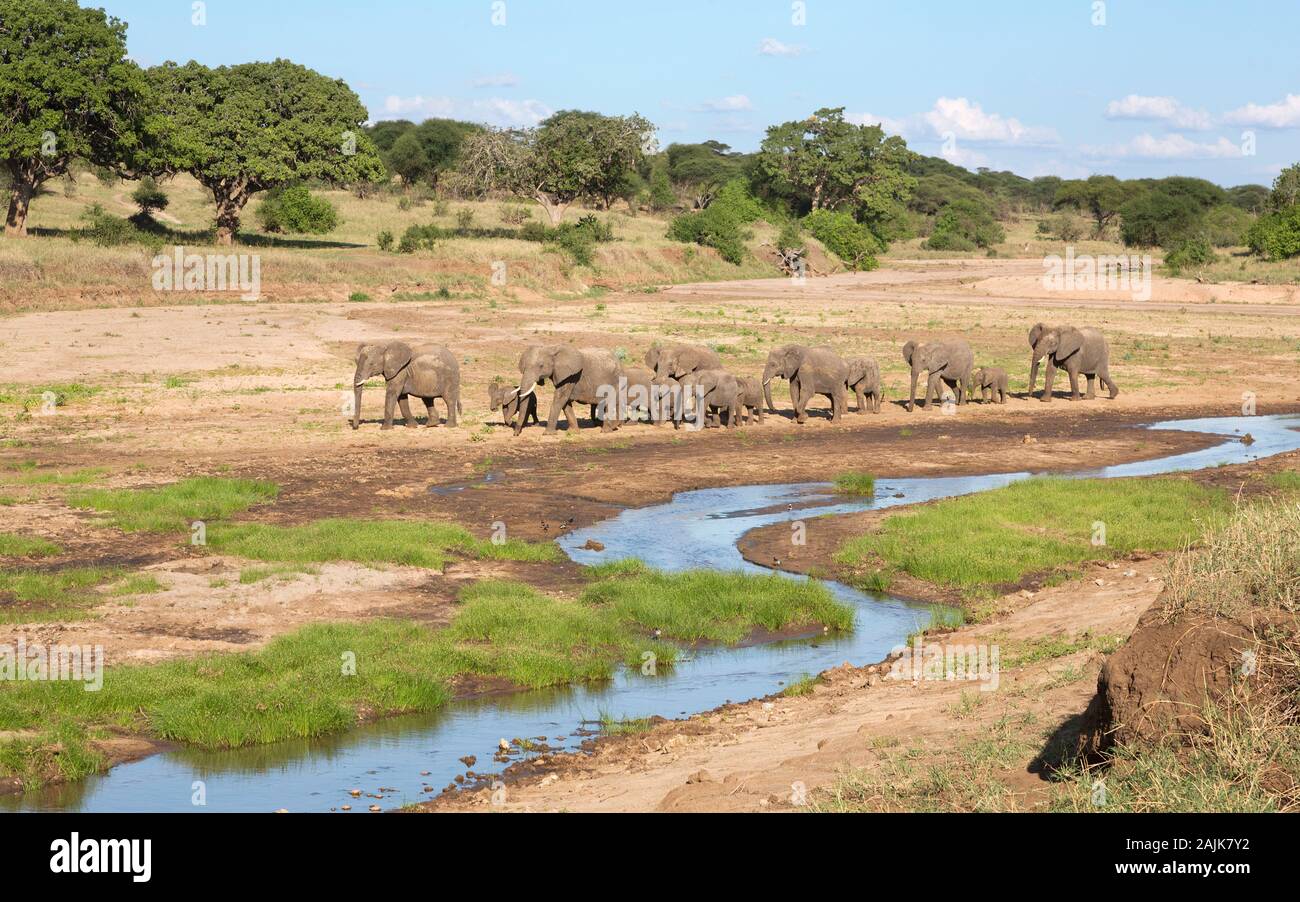 Un branco di elefanti a piedi lungo il letto asciutto del fiume del fiume Tarangire in Tanzania Foto Stock