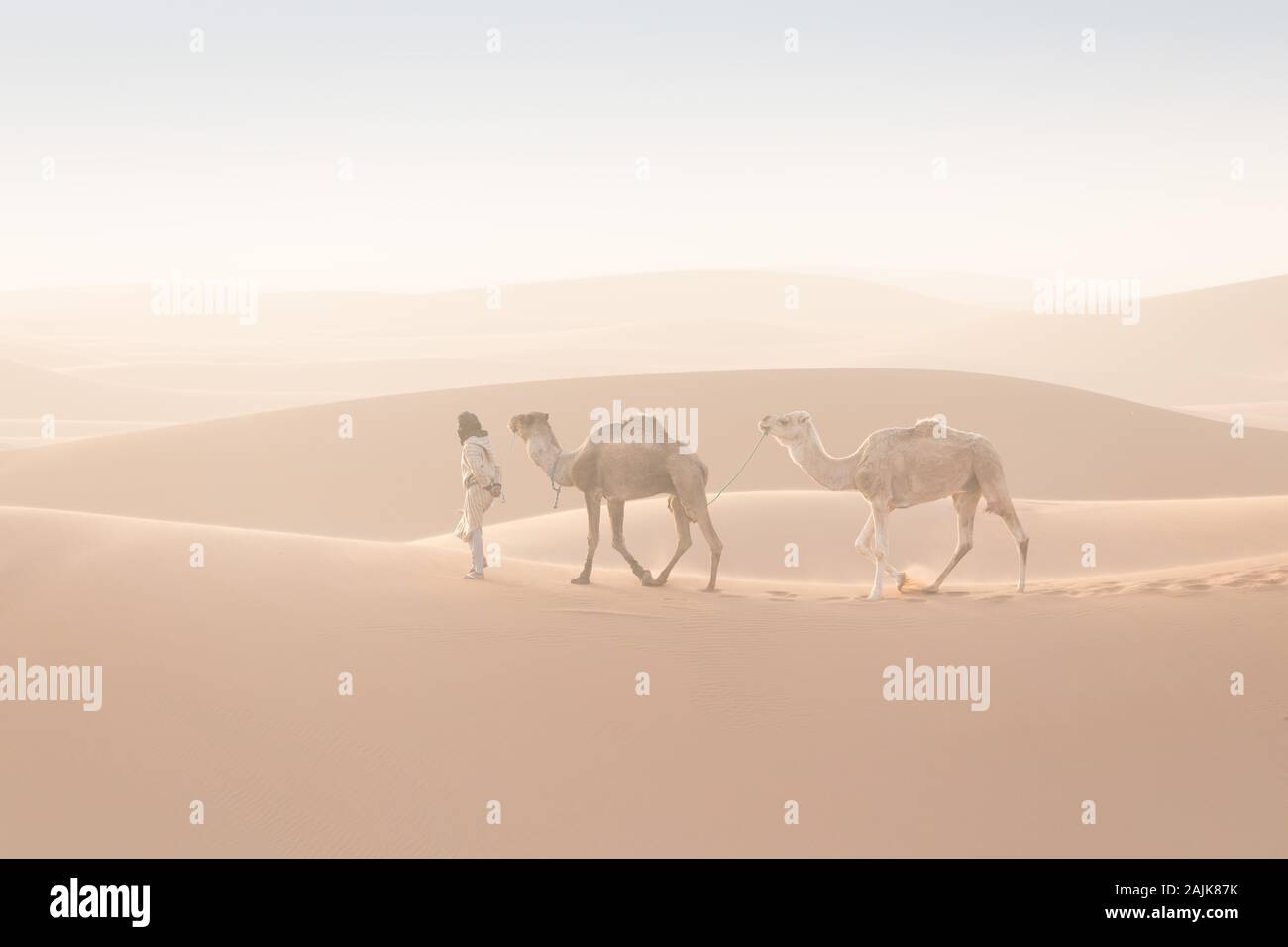 Bedouin e cammelli sul modo attraverso il deserto sabbioso. Il Nomad conduce una carovana di cammello nel deserto del Sahara durante una tempesta di sabbia, Marocco, Africa silhouette uomo Foto Stock