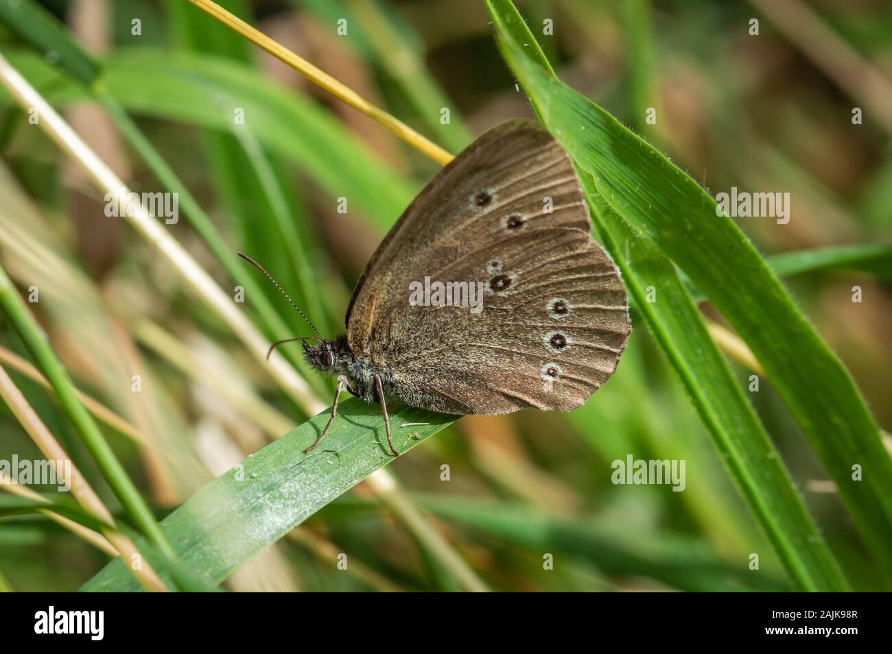 Ringlet butterfly su una lama larga di erba Foto Stock