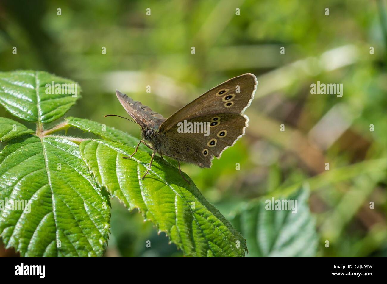 Anello farfalla su una foglia lucida Foto Stock