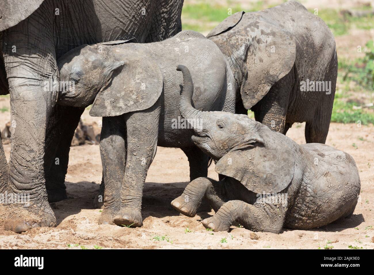Giovani elefanti giocando e lattanti in Tanzania Foto Stock