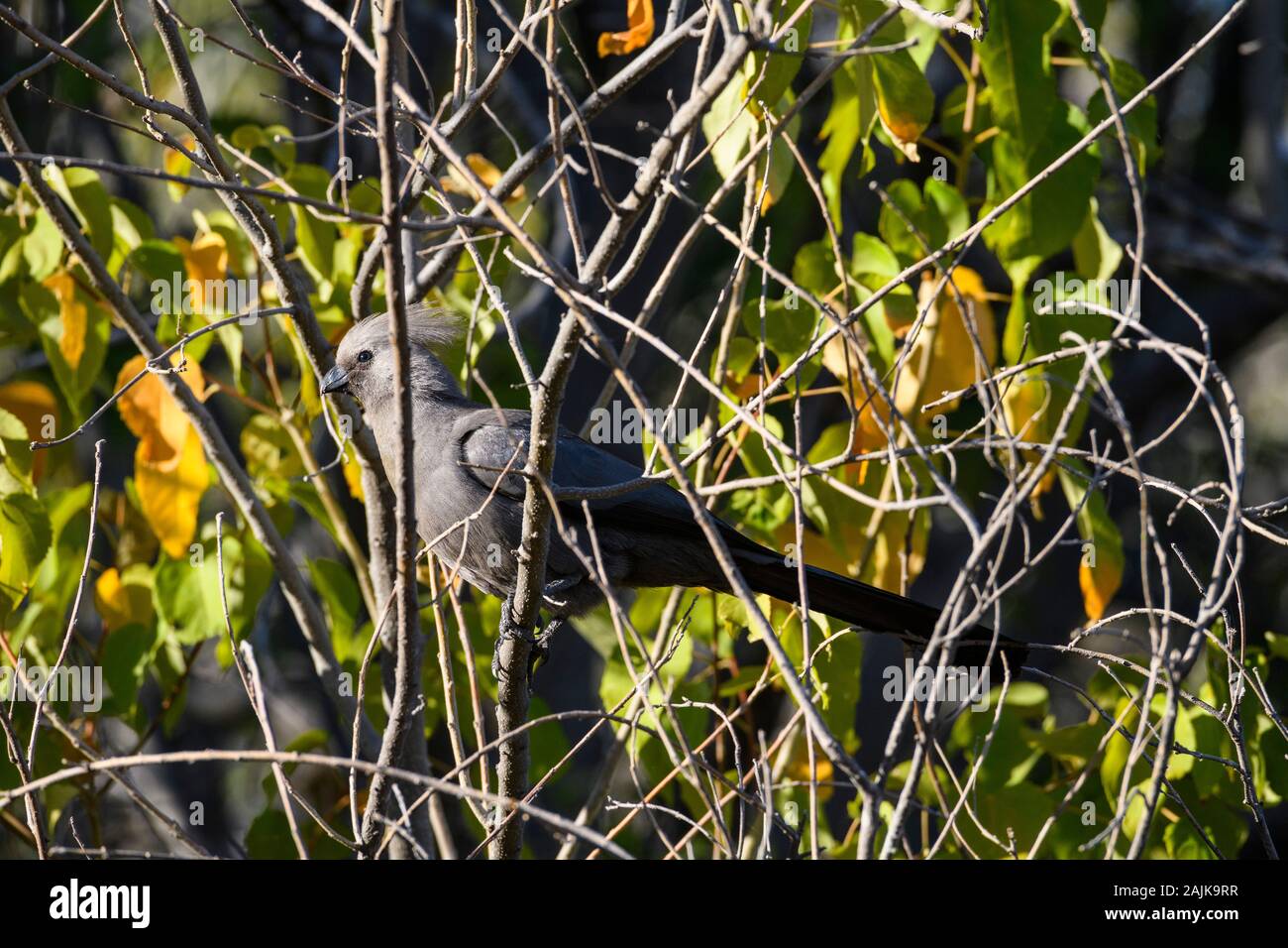 Gray Go-Away-Bird, Corythaixoides Concolor, Makgadikgadi Pans National Park, Kalahari, Botswana. Conosciuto anche come Go-Away Bird, Gray Loerie, o Kwêvoël Foto Stock