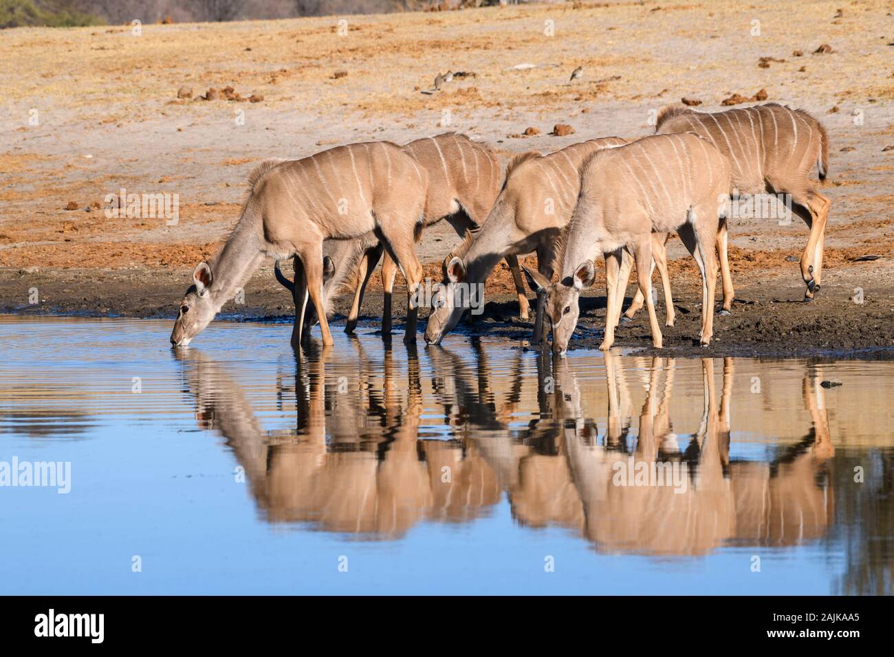 Gruppo di donne Grandi Kudu, Tragelaphus strepsiceros, bere nel fiume Boteti, Makgadikgadi Pans Parco Nazionale, Kalahari, Botswana Foto Stock