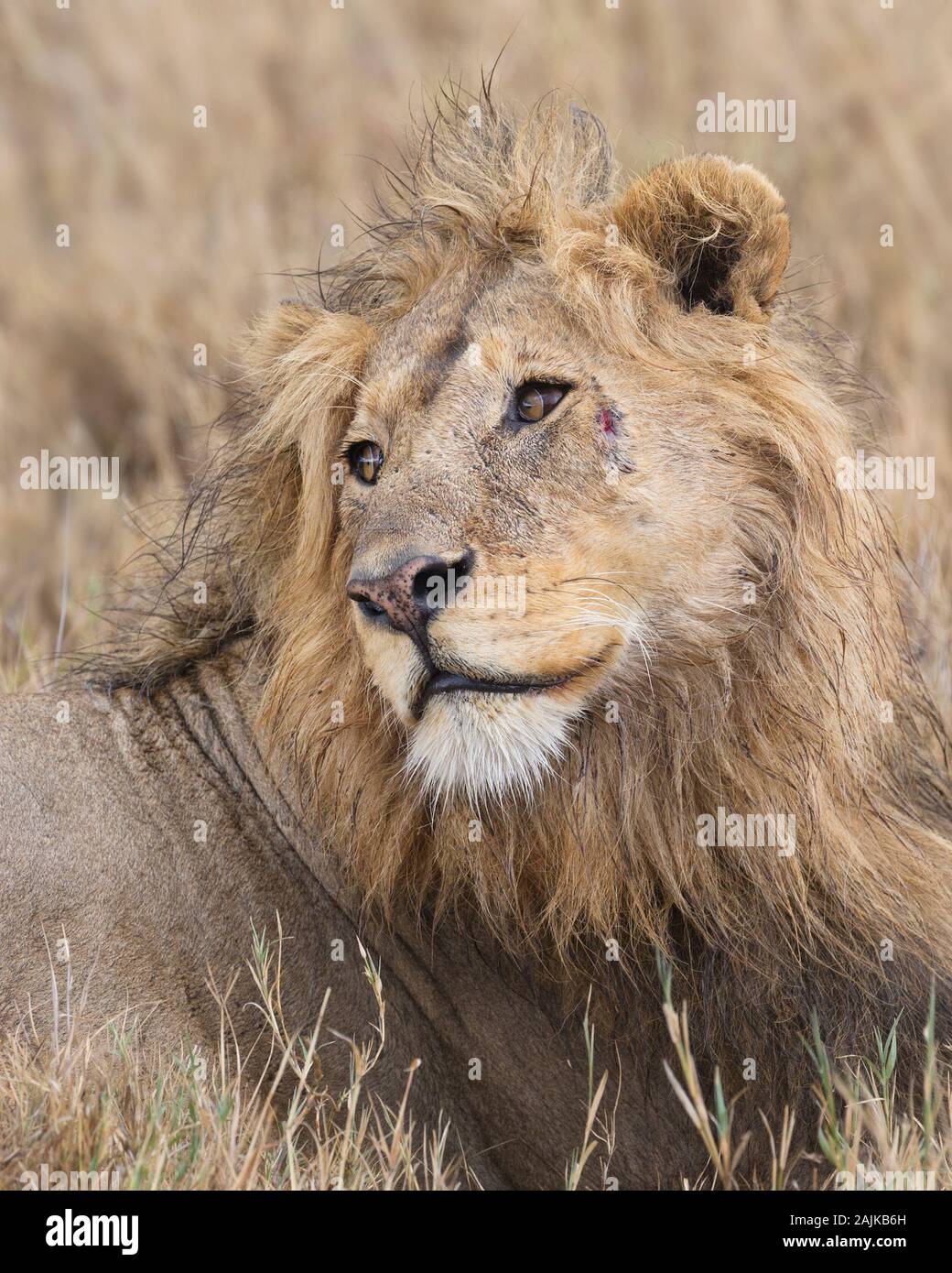 Ritratto di un maschio di leone guardando sopra la sua spalla con una cicatrice sulla sua faccia Foto Stock