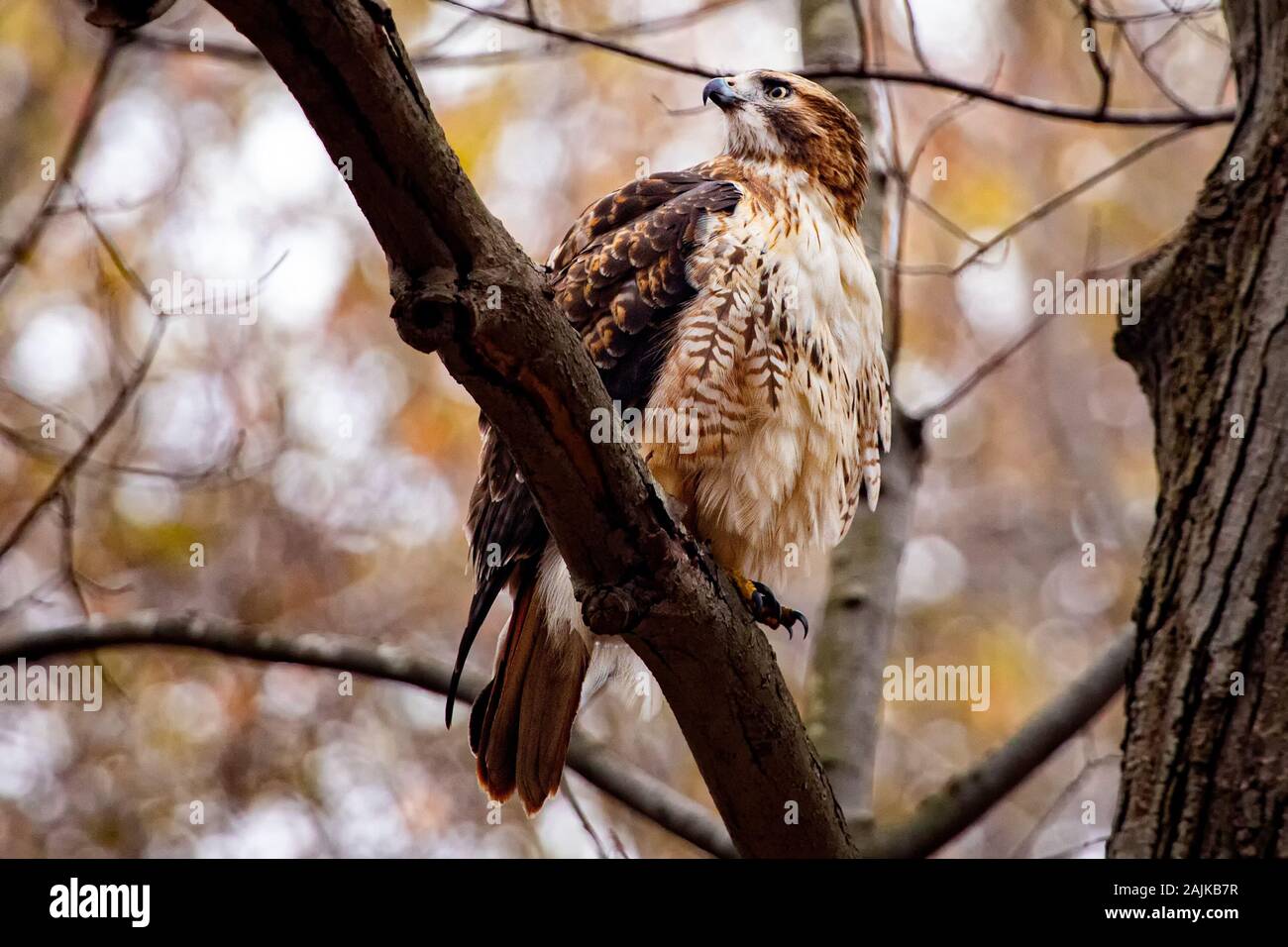 Adulto Red Tailed Hawk appollaiato in alto dopo aver mangiato Lo Scoiattolo in un parco locale Foto Stock