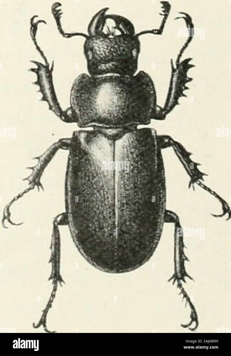 La Foresta Indiana di insetti di importanza economica dei coleotteri . 64 mm. Questa. FlG. 39. - Liu ti/ius wi-aresi, speranza. &Lt;j e $ . Himalaya. lucanid wasreported storia di vita, dalle foreste theDarjeeling dal sig. C. G.Rogers, conservatore ofForests. Il sig. Rogersstated che fori in posizionedi morti alburno delcarrello kharani-albero a ele-vations da 5.000 ft.a 6.000 m sopra il livello del mare. Famiglia SCARABAEIDAE 73 Famiglia SCARABAEIDAE. (Sterco di coleotteri e Chafers.) Questa è una famiglia molto numerosa di coleotteri, inclusi diversi sub-famiglie; theScarabaeinae o sterco rulli; Melolonthinae o Cockchafers; il Rutelinae;l'Dynas Foto Stock