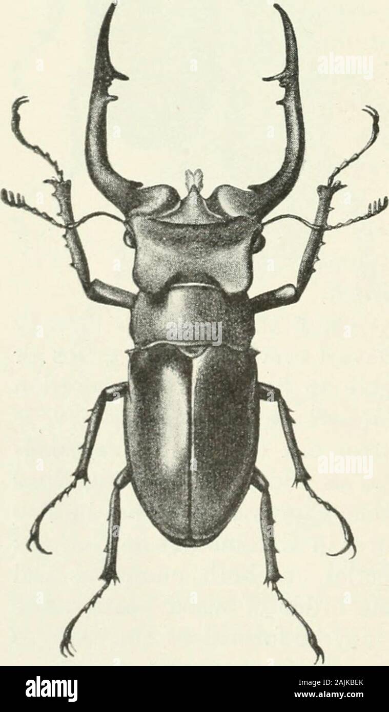 La Foresta Indiana di insetti di importanza economica dei coleotteri . Darjeeling (C. G. Rogers). Beetle.- assomiglia liinifer, ma è minore, theelytra con oro o viola riflessione. La &LT;j può essere distinto byDescription. la diversa conformazione della superficie dorsale della testa, il margine anteriore del vertice essendo quasi rettilineo, l'esterno leggermente anglesbut prodotta, il margine essendo solo slightlysinuate. In $ la parte anteriore della testa è molto rugose lesscoarsely-punctate. Lunghezza, $ 35 mm. tosmaller.. 64 mm. Questo Foto Stock