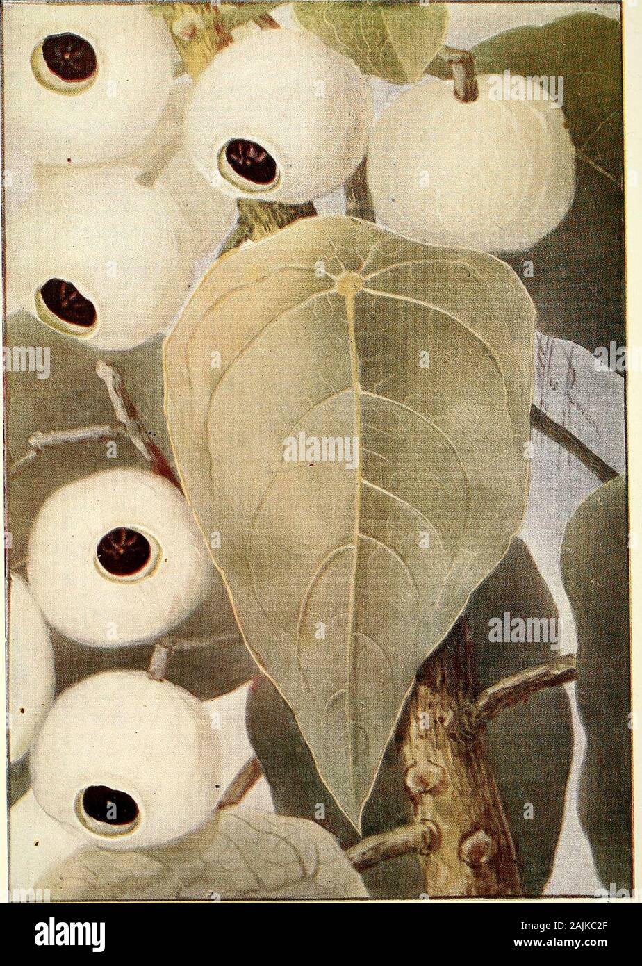 Catalogo completo del Queensland piante, entrambe le popolazioni indigene e naturalizzati ai quali si sono aggiunti, se noto, aborigeni e altri nomi dialettali; con numerose illustrazioni e copiose note sulla proprietà, caratteristiche, &c., delle piante . 425. Cassytha racemosAj Ne.es. (A) e (b) Frutti racchiusi nel calice, (c) frutti, calice rimosso, (d) la sezione di frutta,(e) haustoria. (A) nat. dimensioni; (b) - (d) en1. 426. Hernandia bivalvis. Essere n. (Frutta mostrato con una delle valvole del involucel rimosso.) piastra XIII,. Hernandia peltata, Meissn. CXI. PROTEACE^. 439 Cassytha-continuazione paniculata, R. Foto Stock