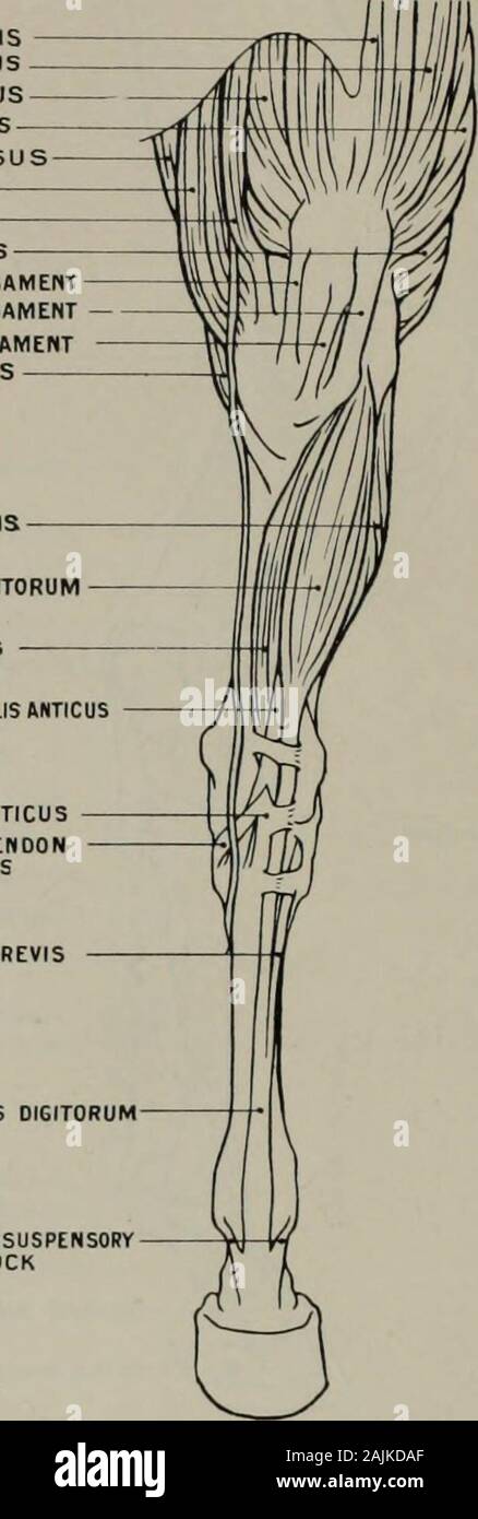 La modellazione; una guida per gli insegnanti e per gli studenti . La modellazione RECTUS FEMORISVASTUS EXTERNUSVASTUS INTERN USVASTUS LONGUSSEMI-MEM CRUSCA OS USGRACILISSARTORIUSBICEPS CRURISINTERNAL LIGAMENTEXTERNAL ROTULEO LIGAMENTMEDIAN ROTULEO LIGAMENTSEMi rotuleo-TENDINOSUS PERONEUS BREVIS ESTENSORE LONGUS 0I6Si0RUM Tibiale sinistro ANTICUS TEKDINOUS porzione tibiale di ANTICUS TENDOH tibiale di ANTICUS RAMO CUNEIFORMI TENDONOF ANTICUS tibiale tendine del PERONEUS tendine brevis di estensori DIGITORUM LONGUS bande di rinforzo da SUSPENSORYLIGAMENT DI FETLOCK. Fig. 50.-Hind-Leg. Aspetto anteriore. Miologia. Allegati Foto Stock