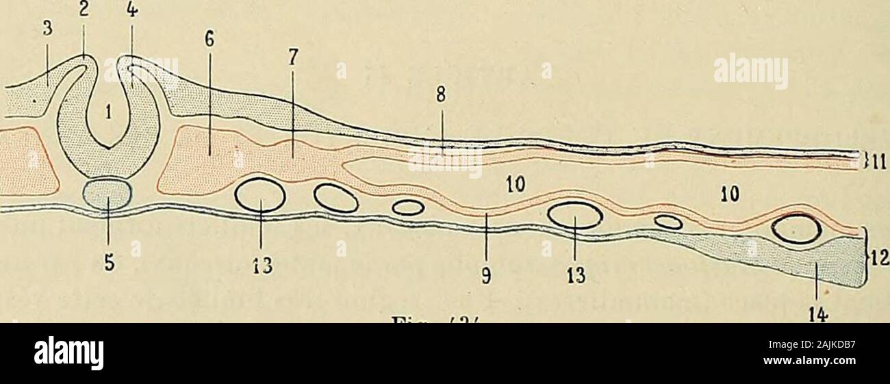 Traité d'anatomie humaine : anatomie descrittivo, histologie, développement . rmer la corde dorsale(fig. 428,2 et 433,3) Bientôt au niveau du prolongementcéphalique se dessine à la surface du Fiy. 433.Blastoderme de poulet, après 24 Heures dincu-bation, vu de face {schématique). blastoderme une gouttière dont la corde 1, ^outtiùrc niLdullaire. - 2, ligne primilivc, avec 3. figlio i)roIon£|:emcnt céphalique (corde dorsale). - 4, zona racliidicnne. - .-I, zona pariétale. - 6, aire Irans-parcnlc. - 7, aire opaquo. dorsale occupe lax, et qui, enavant limitée par une ligne courbe à convexitéantérieur Foto Stock