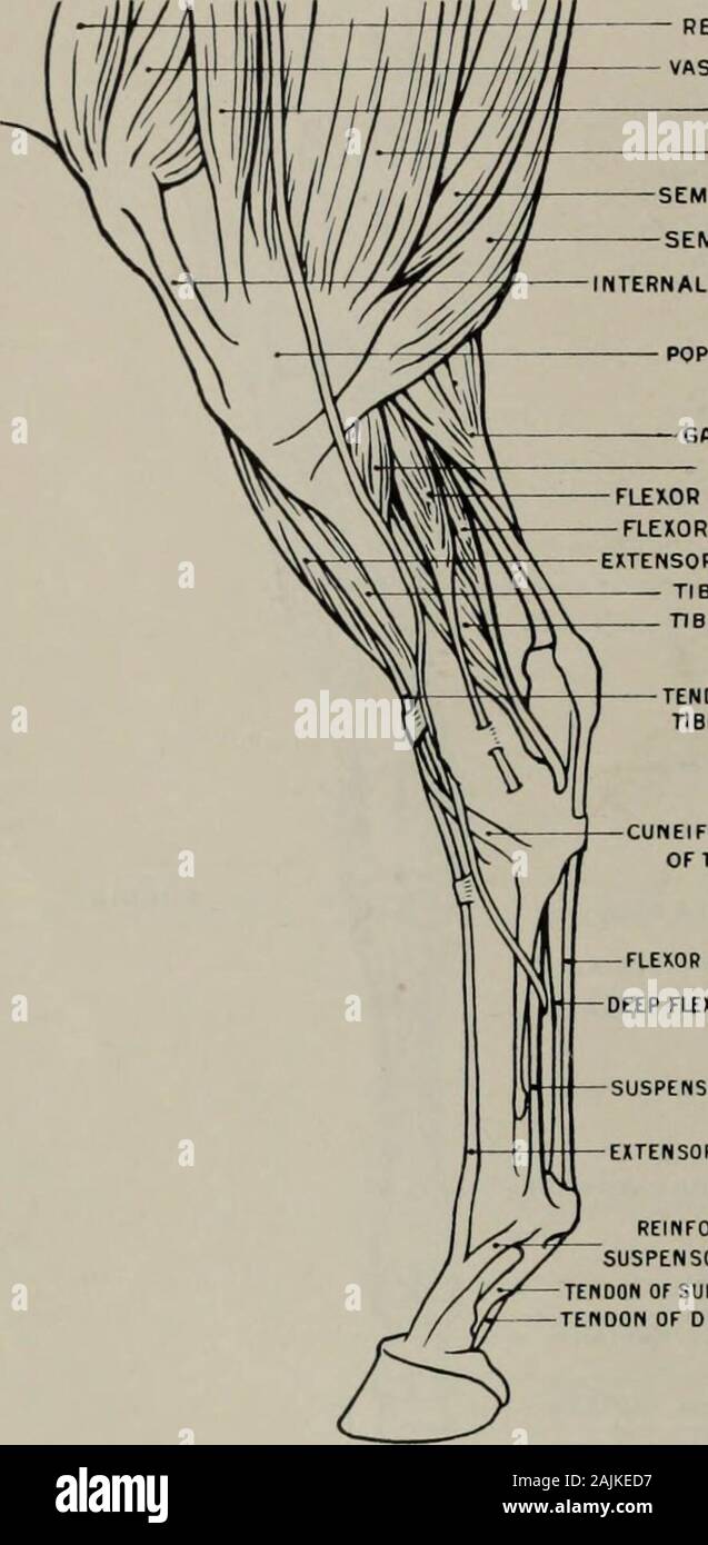 La modellazione; una guida per gli insegnanti e per gli studenti . Grandi PASTERN seconda falange o piccole PASTERNNAVICULAR- terza falange o bara osso Fig. 47.-Hind-Leg. Aspetto posteriore. Osteologia. (I) da tendo-Achilis nel calcagno. Il soleus (o.) esterno la tuberosità della tibia : (i). il tendine uniteswith che di gastrocnemio. Flessore digitorum longus (o.) superficie posteriore di externaltuberosity della tibia : (i). il tendine si fonde con quelle del flessore profondo delle falangi. LongusPOLLicis flessori (flessore profondo delle falangi) (o). fibula e tibia : (i). falangi, dopo unire con tendonof flessore digitorum longus. Peroneus b Foto Stock