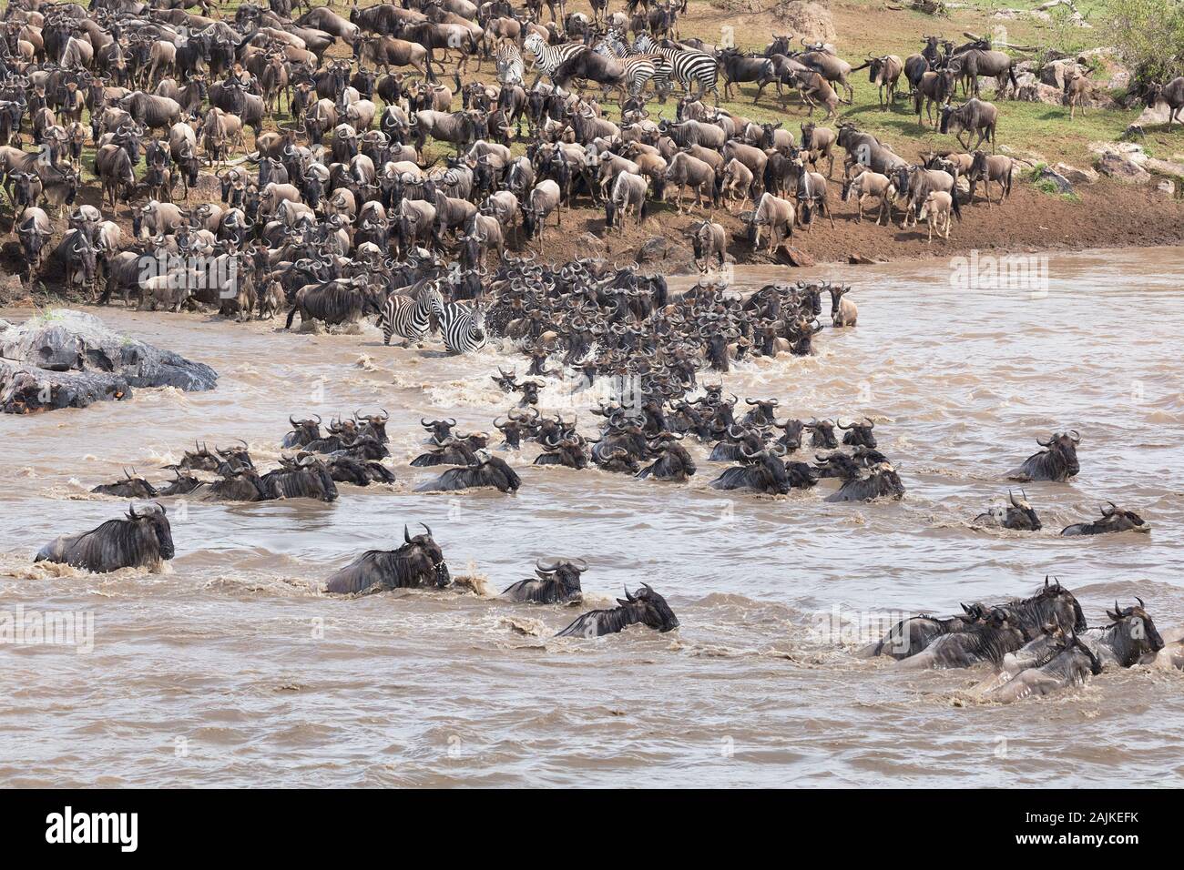 La migrazione di GNU blu e la burchell zebra attraversando il fiume Mara nel nord del Serengeti Foto Stock