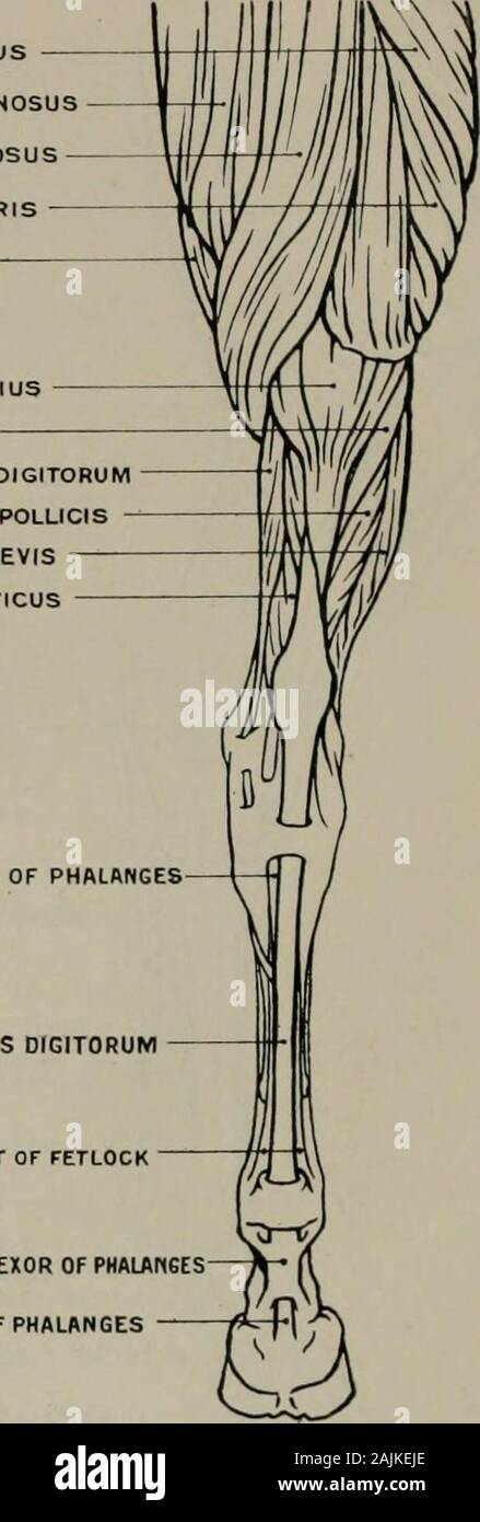 La modellazione; una guida per gli insegnanti e per gli studenti . VASTUS LONGUS SEMI-MEMBRANOSUS SEMI-DIECI DINOSUS BICIPITE CRURIS GRACILIS GASTROCNEMIO SOLEUS FLESSORE DIGITORUM LONGUS FLESSORE POLLICIS LONGUS PERONEUS BREVIS POSTICUS tibiale del tendine flessore profondo delle falangi del tendine flessore DIGITORUM BREVIS LEGAMENTO SOSPENSIVO DI FETLOCK del tendine flessore superficiale di PHAUNSESTENDON del flessore profondo delle falangi Fig. 46.-Hind-Leg. Aspetto posteriore. Miologia.. Allegati dei muscoli. Vastus longus (origine) cresta sacrale, aponeurosis coccygeal di muscoli e la tuberosità ofischium : (inserimento) femore, fascia lata, e Foto Stock