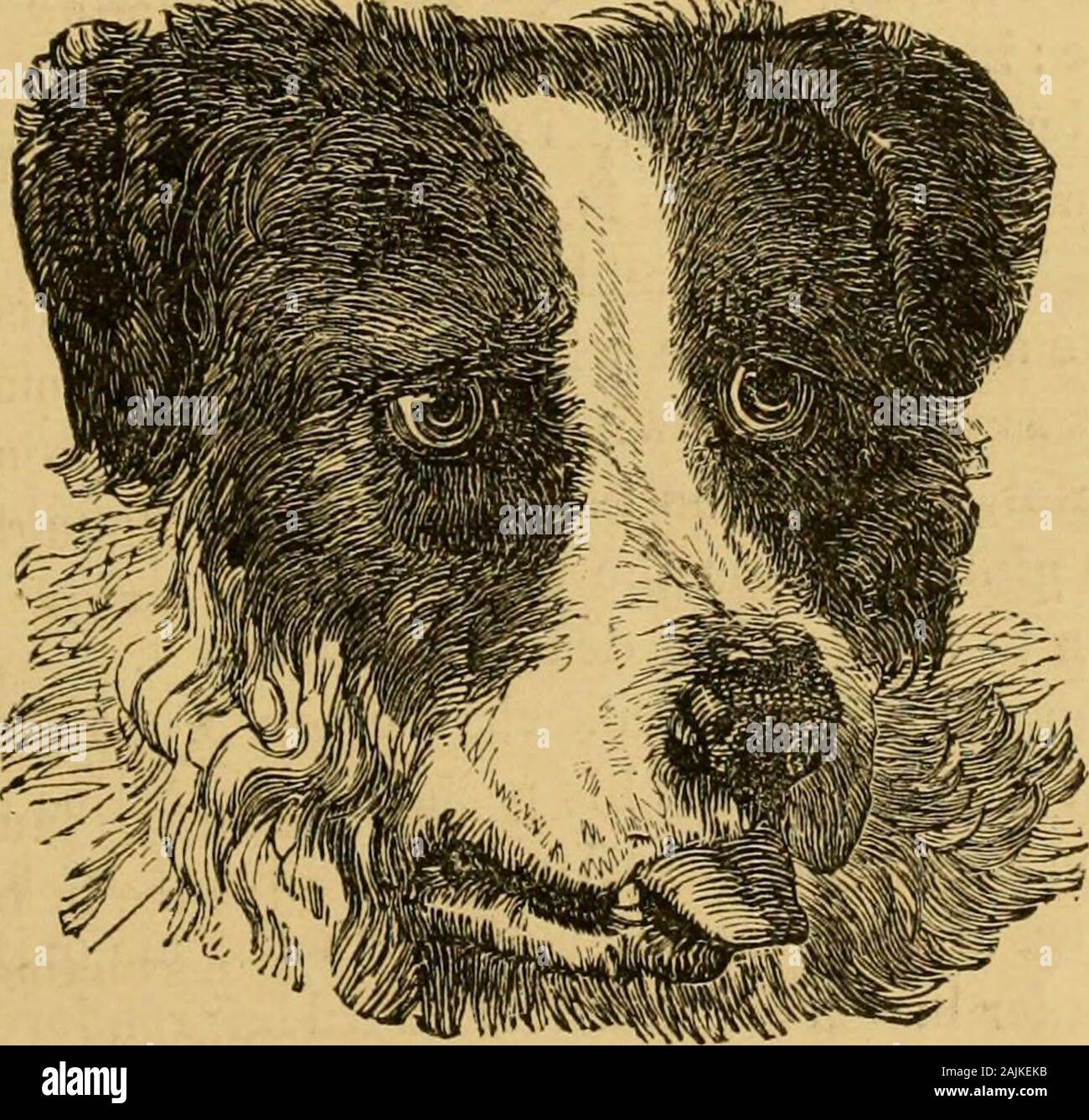 Allevamento, formazione, gestione, malattie & c di cani: . proveniente anElephant in singolo combattimento. Ora il largestEnglish Mastiffs sono state allentate sul theIjion in coppie successive, a id sono state annientate ina scintillanti. Plinys cane quindi deve indeedhave stato un rouser ! Gli effetti di climateare ora facilmente rappresentavano! Cosa wouldBuffons orlqiiial pastore-dog hanno pensato,aveva testimoniato la forza e la maestria ofhis intrepida discendente? Non cito questi notevoli discorsi ofwonilorrul uomini, sia come una critica o un faultfinder, ma ad invocare la misericordia in anticipo in essere metà della mia indegna auto, sh Foto Stock