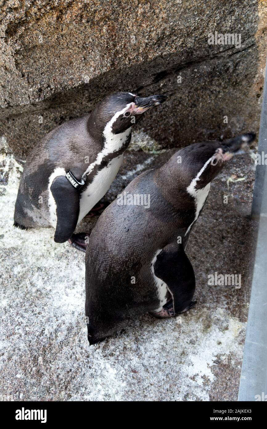 Degli animali e del paesaggio presso lo zoo di Francoforte Germania Foto Stock