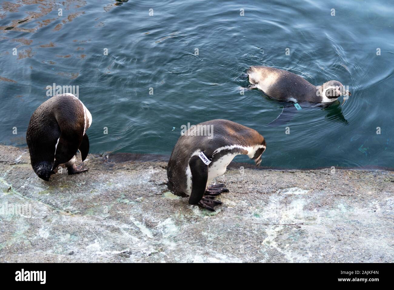 Degli animali e del paesaggio presso lo zoo di Francoforte Germania Foto Stock