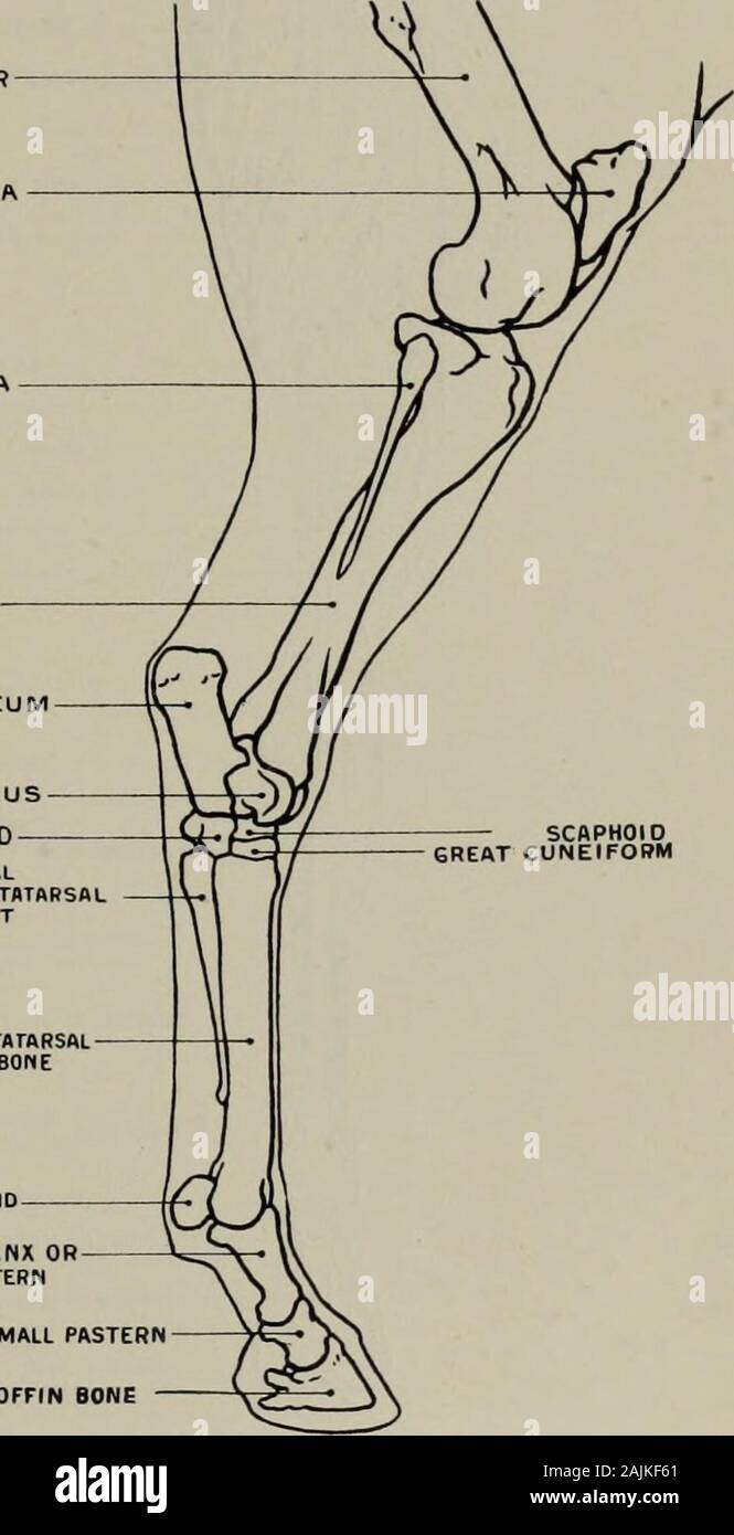 La modellazione; una guida per gli insegnanti e per gli studenti . Femore patella FIBULft lilSrcu^NE.FORM TIBIA CALCAGNO ASTRAGALUSCUBOID rudimentale esterno metatarso 0RSPLIP4T PRINCIPAL METATARSALOR CANON osso sesamoide prima falange ORLARGE PASTERN seconda falange o piccole PASTERN terza falange o bara osso. Scafoide Fig. 45.-Hind-Leg. Aspetto esterno. Osteologia. tibia: (i). il tendine unisce con tendine del gastrocnemio. Estensore digitorum longus(antero e.xtensor delle falangi) (o). fossa al di sotto di e.il condilo sterno del femore : (i). falangi,dopo la ricezione di tendine del peroneus brevis e bande di rinforzo da susp Foto Stock