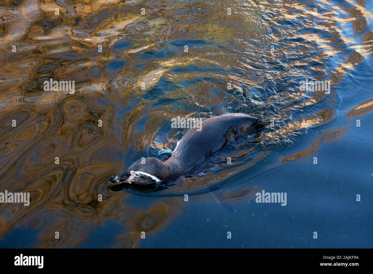 Degli animali e del paesaggio presso lo zoo di Francoforte Germania Foto Stock