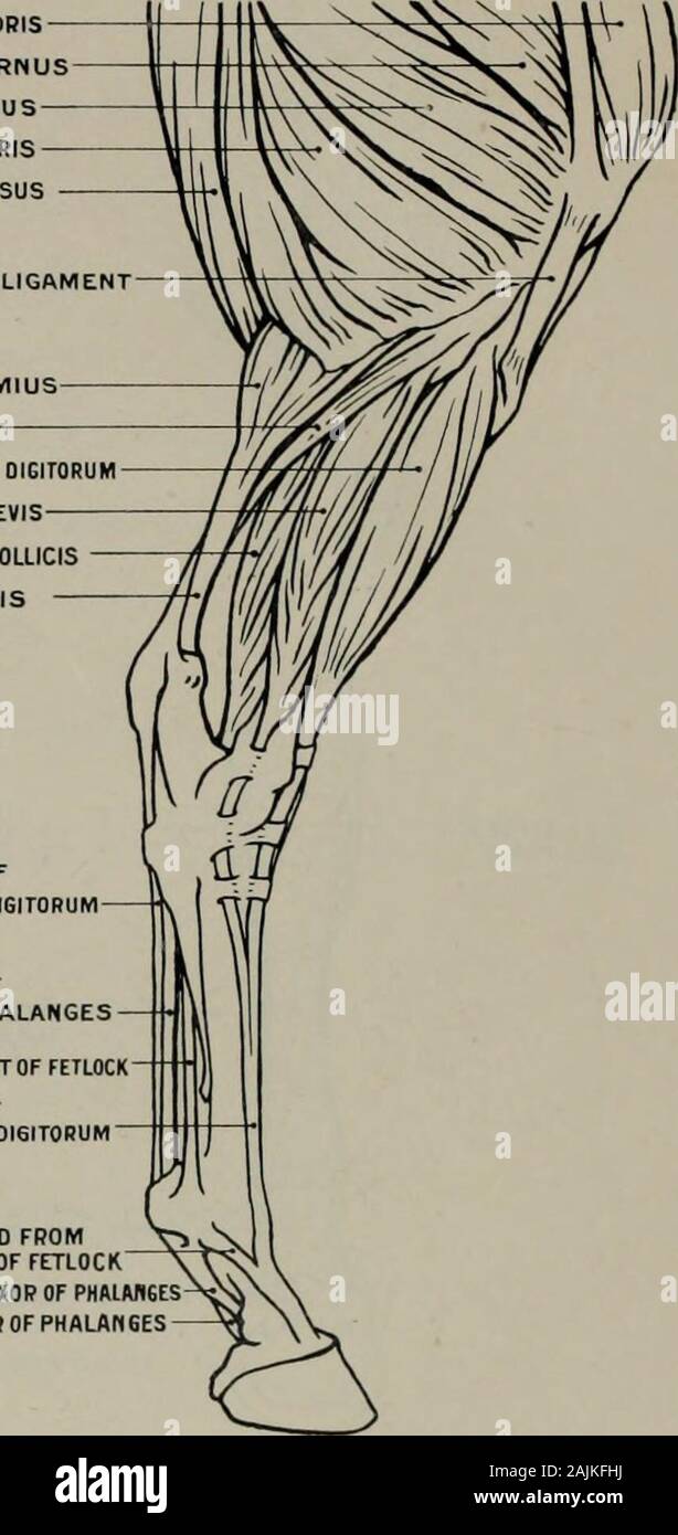 La modellazione; una guida per gli insegnanti e per gli studenti . RECTUS FEMORIS VASTUS EXTERNUS VASTUS LONSUS BICIPITE CRURIS SEMI-TENDINOSUS esterno legamento rotuleo GASTROCNEMIO EATENSOR SOLEUS LONGUS OICITORUM PERONEUS BREVIS FLESSORE POLLICIS LONGUS TENDO-ACHILIS OFFLEXOR tendine brevis DIGITORUM OFDEEP del tendine flessore delle falangi del legamento sospensivo del tendine FETLOCK OFEXTENSOR L0N6US DI6Si0RUM potenziata0RCIN6 FROMSUSPEItSOBY banda LISftMENT DI FETLOCKTENDON del flessore superficiale di PHftLABfiESTENDON del flessore profondo di PHAUN6ES. Fig. 44.-Hind-Leg. Aspetto esterno. Miologia. Allegati dei muscoli. Rectus femoris (o Foto Stock