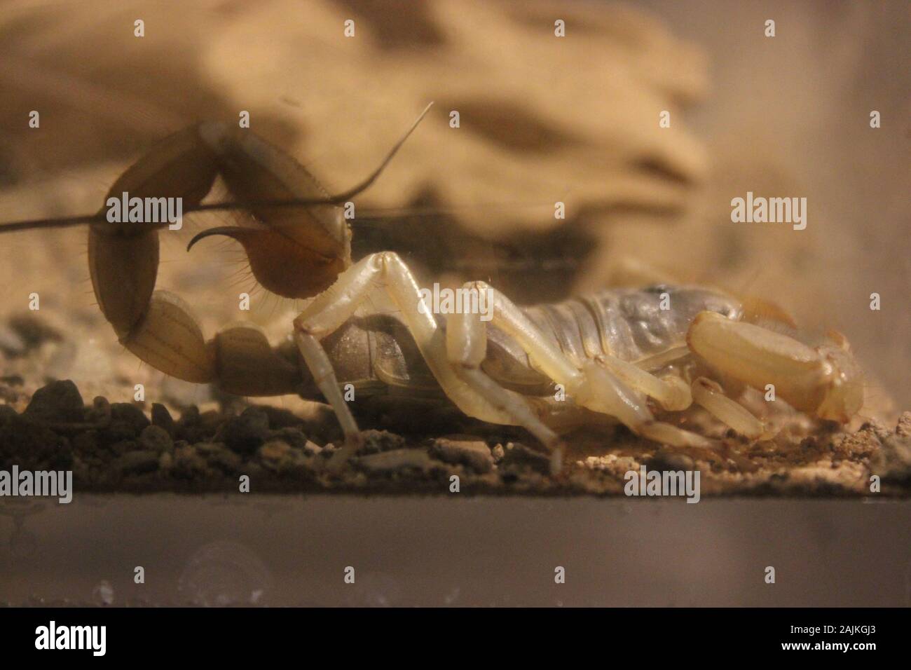 Un enorme bug di scorpione in profilo. Foto Stock