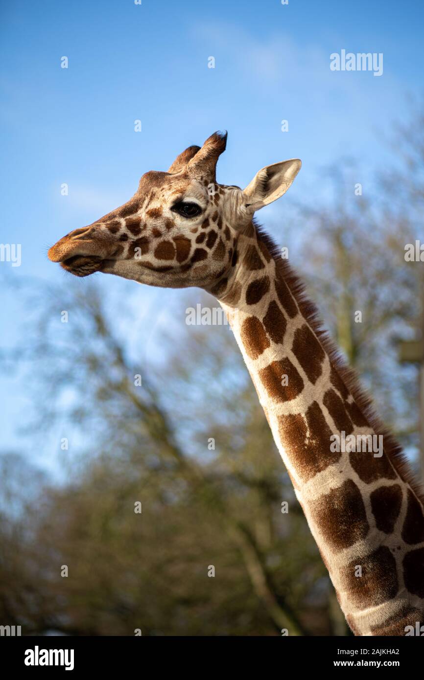 Le giraffe a Copenaghen Zoo Foto Stock