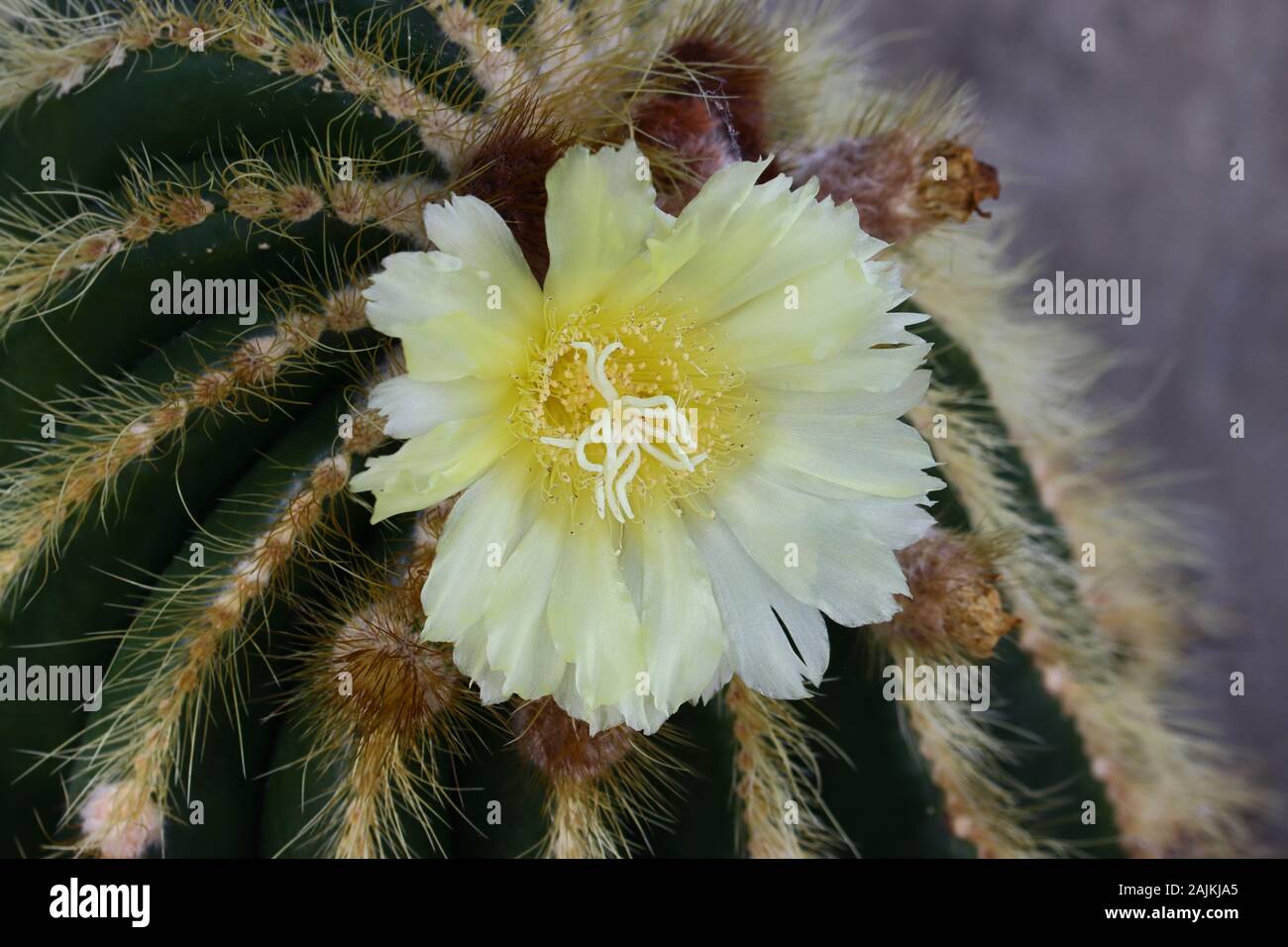 Parodia leninghausii è una specie di South American cactus si trovano comunemente come un houseplant. Nomi comuni includono la sfera di limone cactus, palla dorata cactus Foto Stock