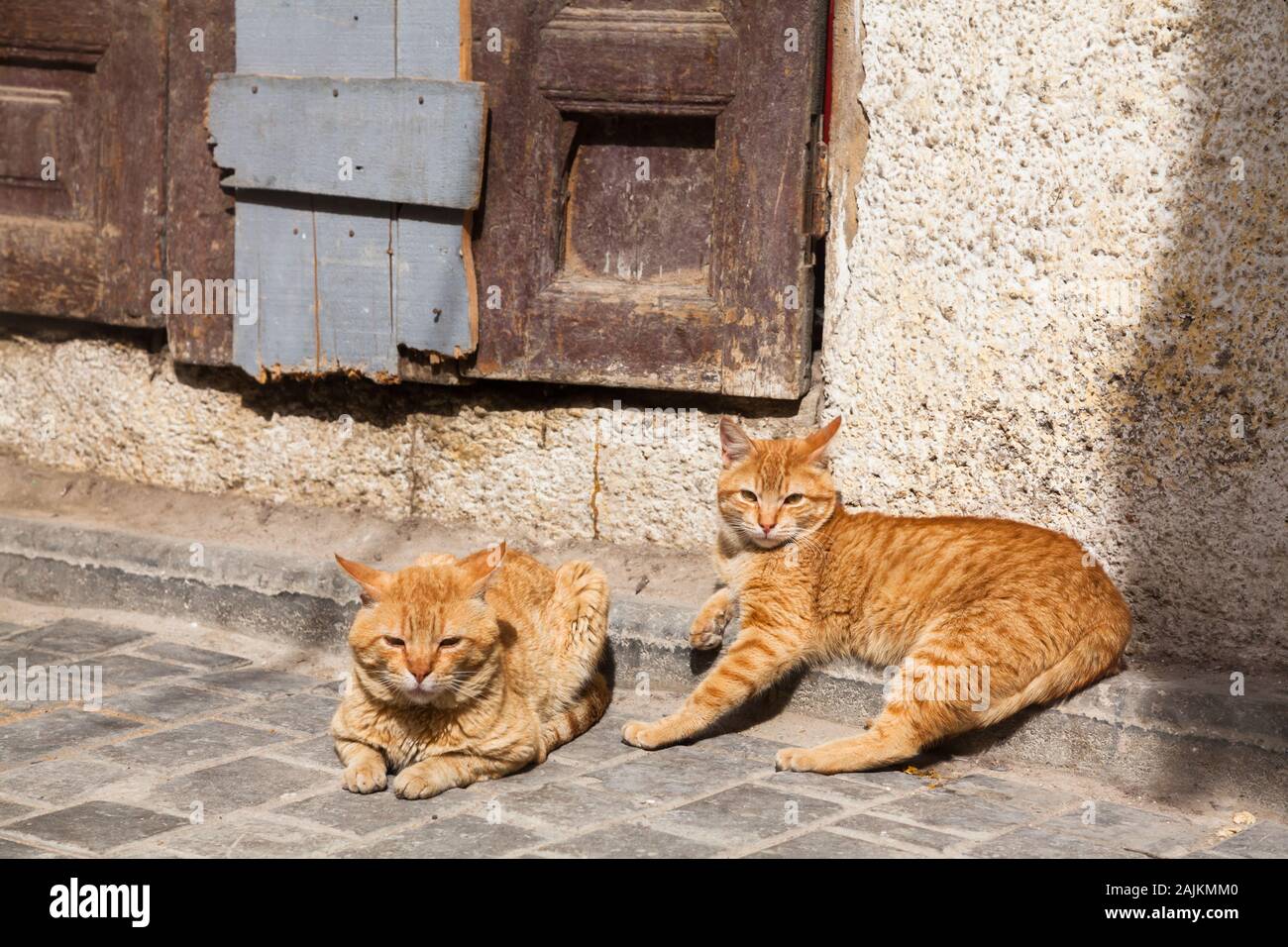 Due gatti dai capelli rossi che si trovano a terra e che guardano dritto, Fes (Fez), Marocco Foto Stock