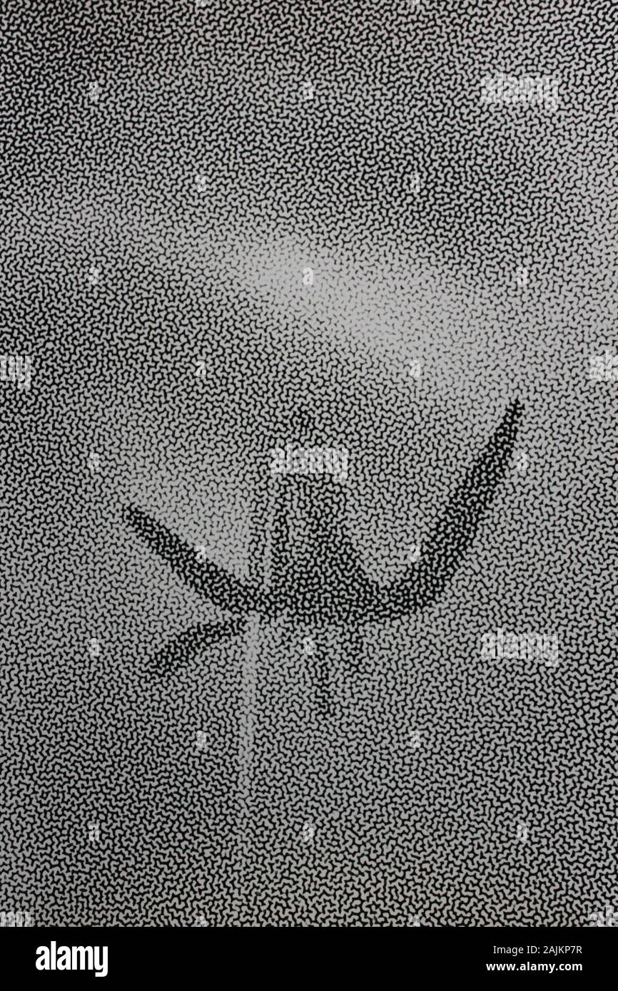 Fine anni settanta la fotografia in bianco e nero di un bel fiore che cresce in un giardino Foto Stock