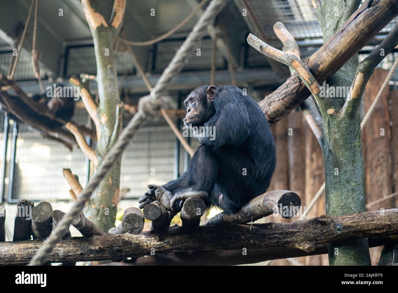 Uno scimpanzé di Copenaghen Zoo Foto Stock