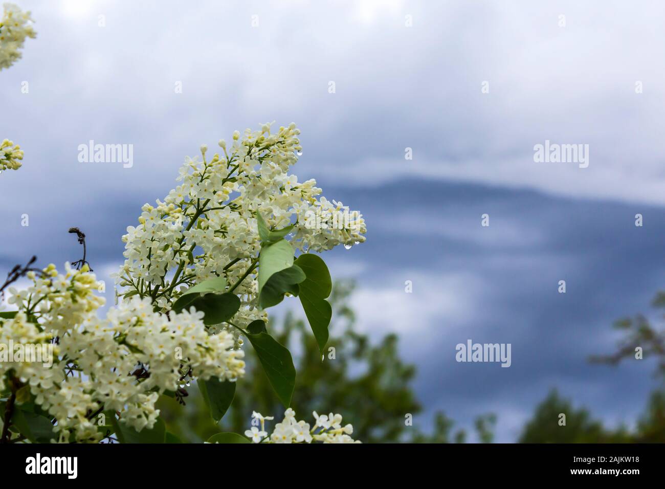 Il tempo primaverile. Lilac bush dopo la pioggia. Gocce di flusso di acqua verso il basso a partire da foglie e fiori di colore bianco. Sullo sfondo di un blu cielo tempestoso. Foto Stock