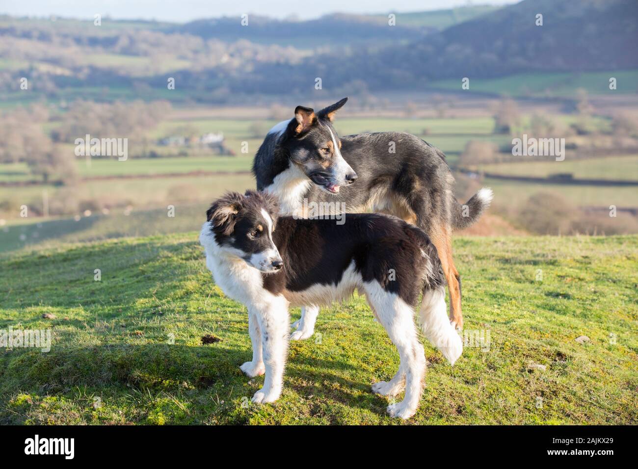 Due giovani Border Collies su una collina Foto Stock