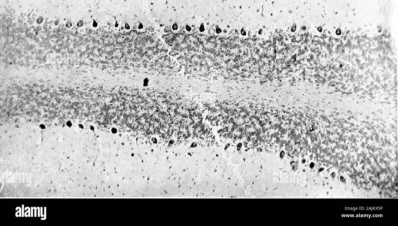 L'origine e la natura delle emozioni; varie carte . ;:Fc ?i v&GT;4; y. ?Na ^ . • ^.i 1-1 ^ Li . , . H o O ?- &lt; P5 ? ^!n 5 ^ Cm W ^ ^ n k y, o o o w ay, o B c ^i ?. 03 W H rt tu o Zi 3 stagno o ?5 m 2 -t1 S; i^ .::^ o s ,-H &lt; rS f. 6 *^X 9 f. K GU X o t. o z HX 3 3 .- OO  ^ &LT;5 ^ Una visione meccanicistica della psicologia 143 - 1 •• 9 • %, 4 % ,B- " " •• " 5 J 3 5A - Q o o .3 &LT;v 9 % "?? • # ••V m m m^^^ ••mira:-3s • gjg^^g JK • * ???, ? - - /. 9fa 1 ^ mi TS^ 3 3o fe Foto Stock