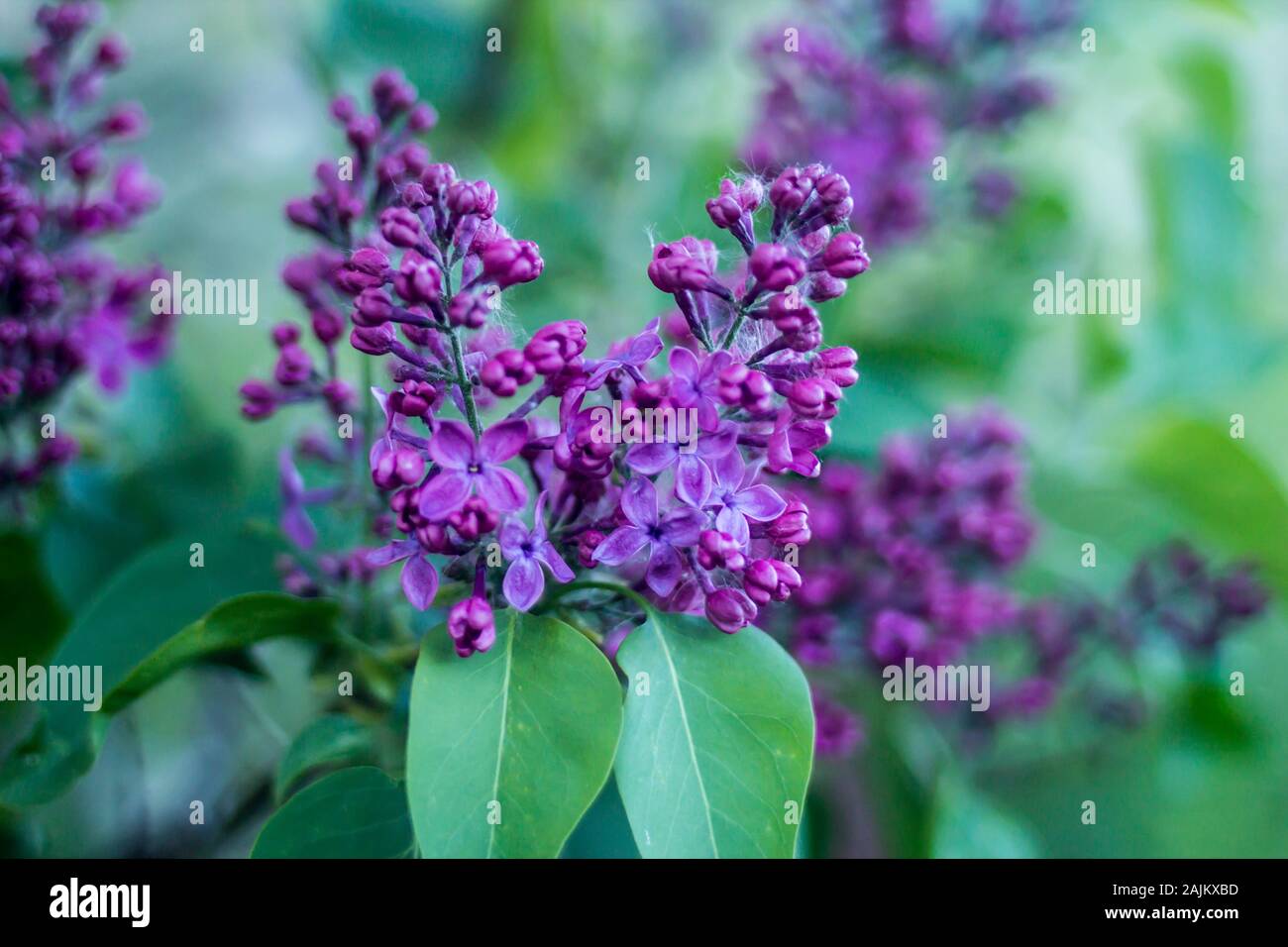 Il tempo primaverile. Infiorescenze viola di lilla. Close up . Contro lo sfondo di fresco verde fogliame. Foto Stock