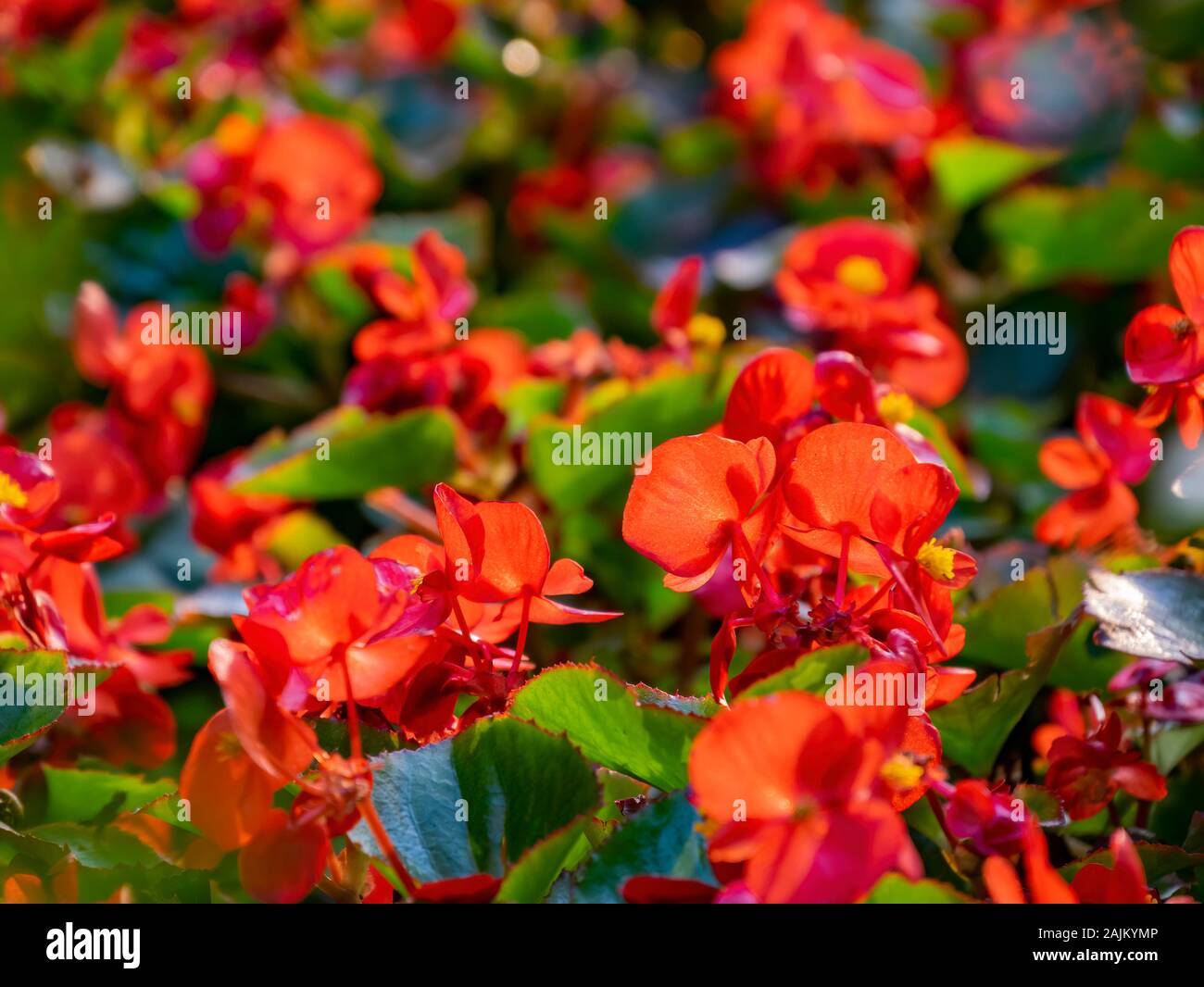 Immagine ravvicinata di alcuni Balsamina Impatiens fiore a Taipei, Taiwan Foto Stock
