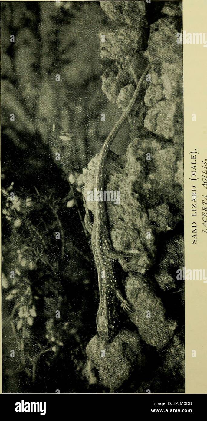 Il life-history of British lucertole : e la loro distribuzione locale nelle isole Britanniche . epted teoria che il fiume Mersey,all'interno geologicamente recente, utilizzato per svuotare itselfinto mare notevolmente ad ovest del suo presentmouth; così che un tempo i Wallasey coast-linewas a nord del fiume. La diffusione dei distretti suburbanresidential round Liverpool, la crescita ofseaside resorts, come Hoylake e West Kirby,e la formazione di golf links tutti lungo il coasthave ha distrutto gran parte di questi sandhills;ma ci sono notevoli tratti in entrambi countieswhere il lizar Foto Stock