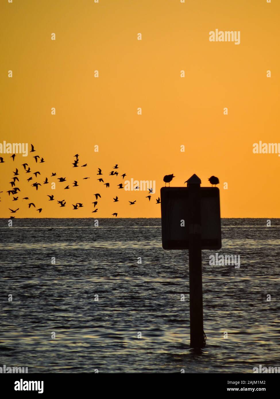 Stormo di uccelli da alcuni gabbiani appoggio a Florida spiaggia al tramonto. Sagome di uccelli visibili oltre il grande corpo di acqua e prima di bella Foto Stock