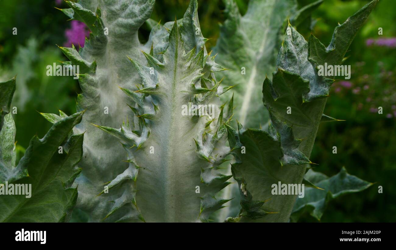 Onopordum acanthium, Scotch Thistle giovani foglie di pianta Foto Stock