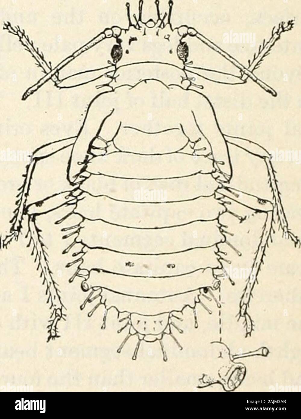 Noce afidi in California . 87 mm. (Media); larghezza, 0,85 mm. (Media max-imum); antenna, joint I, 0,050 mm.; joint II,0,042 mm.; joint III, 0,183 mm.; joint IV, 0.081mm.; joint V, 0,076 mm.; joint VI, 0,065 mm.;filamento, 0,034 mm. Cornicles, 0,04 mm. Lo stelo-madri passano attraverso thepupal molt circa una settimana prima che il finalmolt avviene, e dopo che quest'ultimo theyacquire il loro pieno sviluppo come wingedadults. In quest'ultima generazioni instar thepupal occupa da tre a sixdays. L'alato femmina vivipara (Pig. 5). Il colore generale pallido a limone giallo; molti-individ uals sono più scuri yel Foto Stock