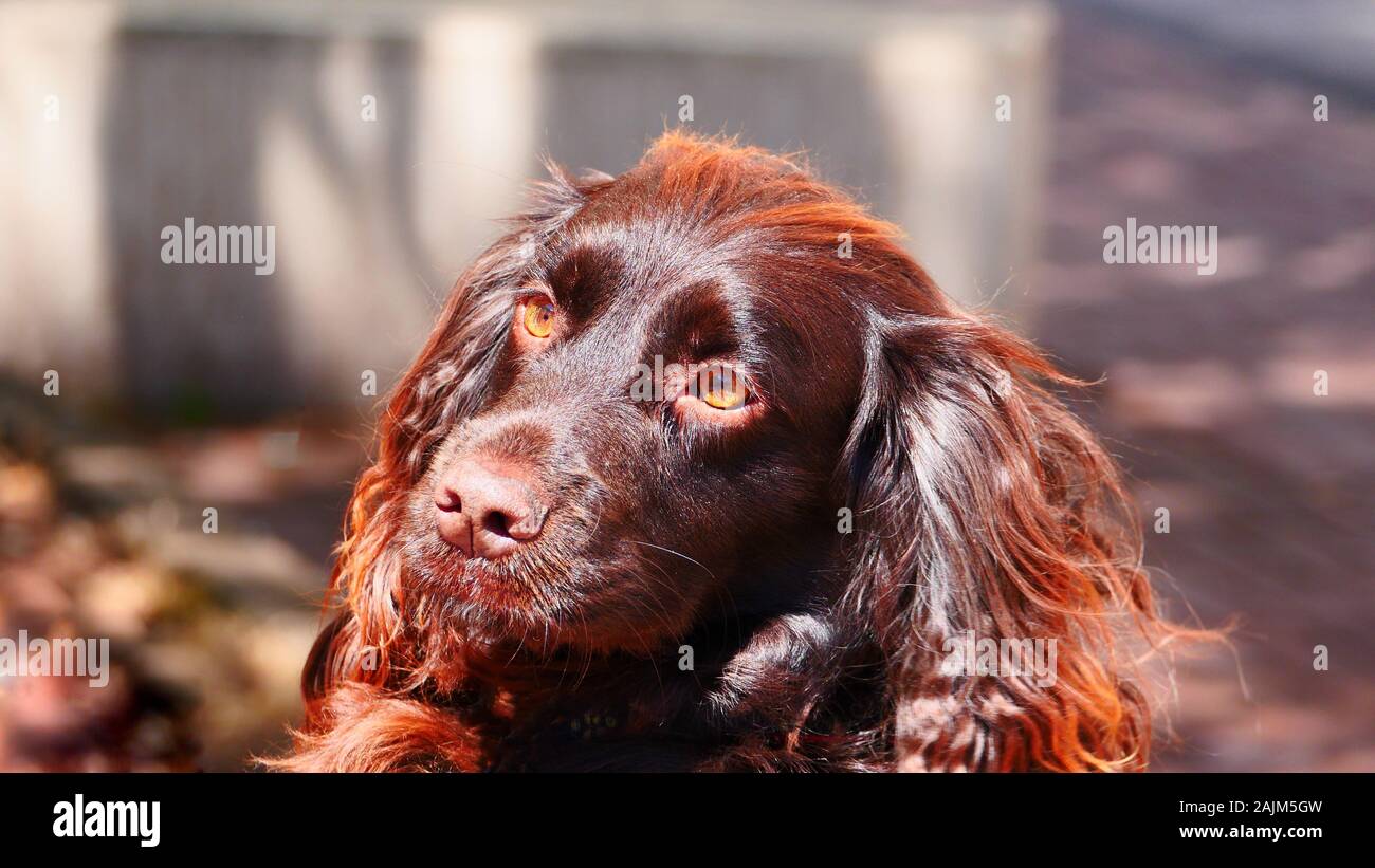 Spaniel cane Foto Stock
