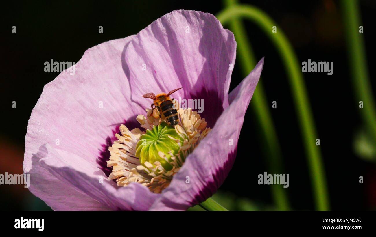 Papaver somniferum, papavero liliac fiore in sun con il miele delle api pollinici Foto Stock