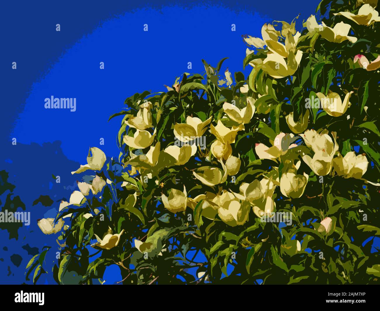 Cornus Fiori Dogwood Photoshop Taglio Filtro Foto Stock Alamy