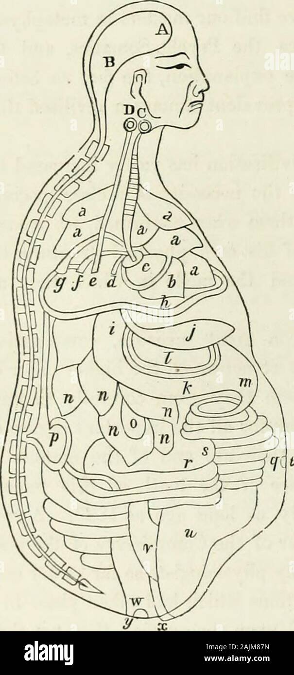 Archivi della conoscenza aborigena contenente tutti la carta originale di cui prima del congresso nel rispetto della storia, antichità, lingua, etnologia, pictography, riti, superstizioni, e mitologia, delle tribù indiane degli Stati Uniti . .7. Il omento.m. Il piloro.n.n.n.7i.n. Il fegato. o. La cistifellea.V. I reni.q. Il piccolo intestino,s. Il caput coli.t. L'ombelico.M. La vescica,r. La porta della vita, talvolta collocati nel rene destro,w. Il retto.a;. 2/- l'ano e meato urinarius.Chineae nozioni della struttura interna del corpo Iluman. I cinesi sembrano non avere id Foto Stock