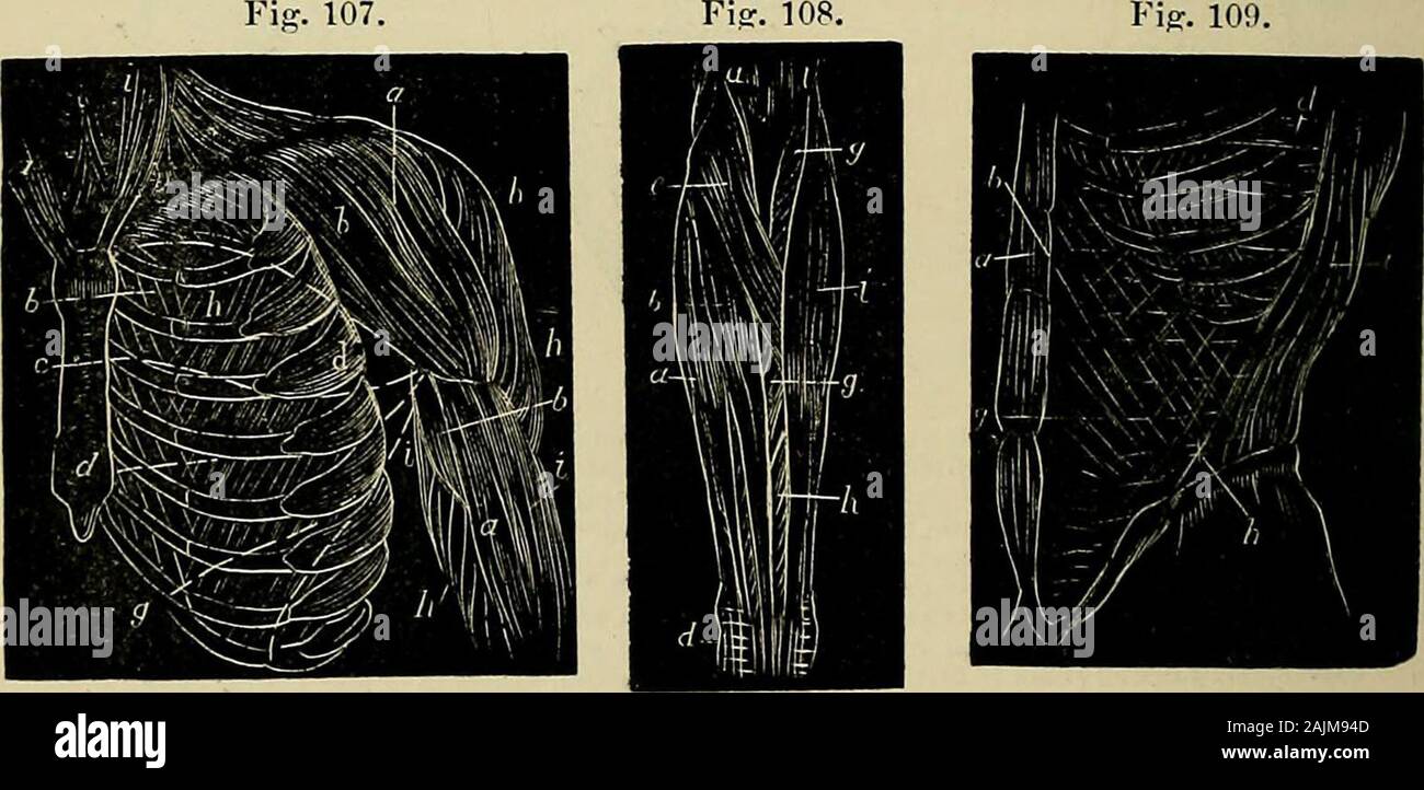 La fisiologia della circolazione in piante : negli animali inferiori e nell'uomo : essendo un corso di lezioni consegnati a chirurghi' hall al presidente, borsisti, etc del Royal College of Surgeons di Edimburgo, nell'estate del 1872 . Il ced in un upwarddirection in due flussi a spirale su sotto le superfici di thesegments della valvola bicuspid, che vengono in questo modo progressivelyelevated verso la base e contorto e incuneato in ogni altro,fino a quando il rigurgito è reso impossibile (Fig. .105, m, n). Quandola valvola bicuspid è abbastanza chiusi, il sangue è rivolta versola terzo e grande Foto Stock