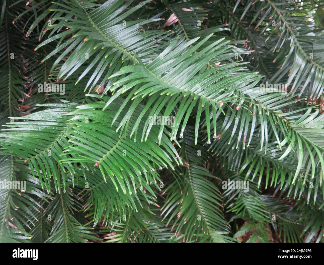 Close-up di frondosi le fronde di una delle più antiche del mondo e rarissimi alberi di pino, l'australiano Wollemia nobilis o Wollemi Pine. Foto Stock