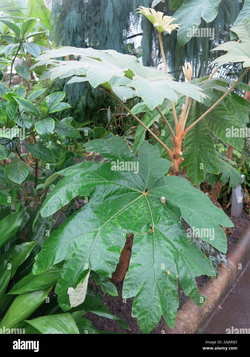 Close-up del vasto-leafed 'carta di riso vegetale", Tetrapanax papyriferus, nativo di Taiwan e Cina, con fibre precedentemente utilizzato nella produzione di carta. Foto Stock