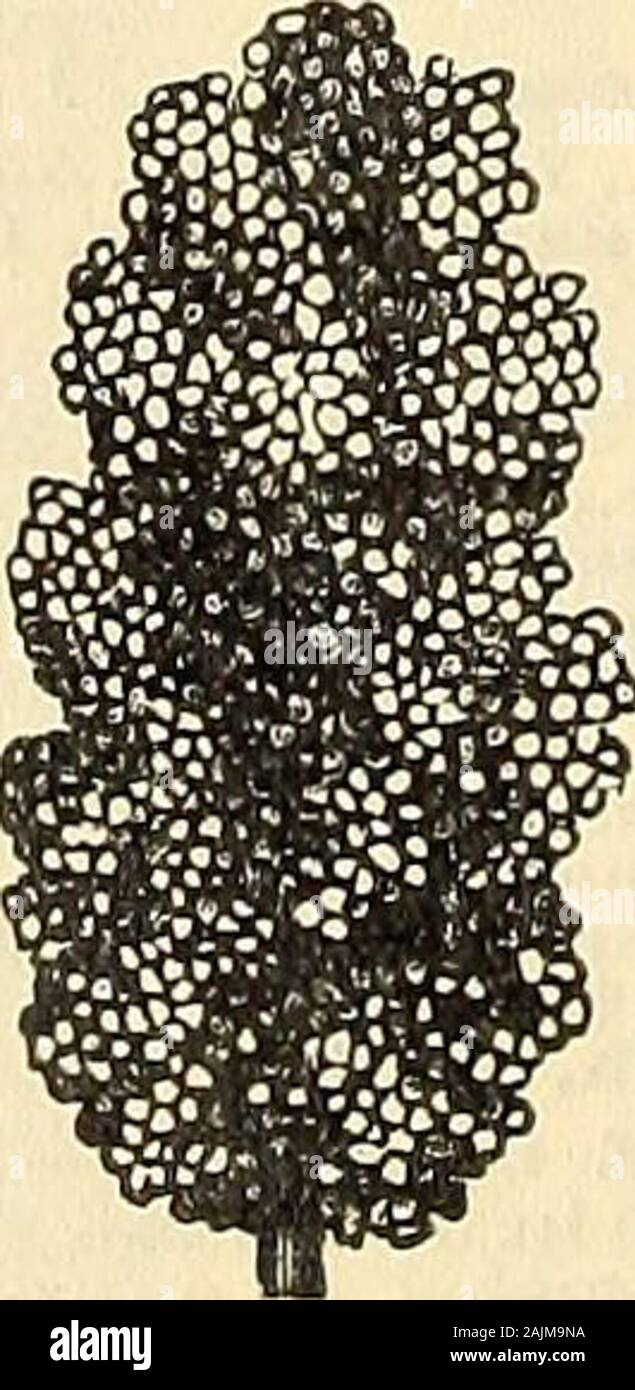 Maule seme del catalogo : 1896 . p-mais.Non vi è alcun uso di sollevare tutto il resto forhorses, bovini, polli o pop-corn. Fertil-ize e coltivare bene; nulla della sua kindwin pagare come bene. Essa farà maturare la sua mainhead in 100 giorni e ancora crescere e ma-ture altri e foraggi fino al gelo. Il pacchetto,10 cts.;pound, 40 cts.; 3 libbre, |1, postpagato. ,TEOSINTE.-In questa latitudine, impianti-ed Luglio 3d, è prodotta da un seme, twen-ty-sette stocchi, e raggiunto un heighth di^sette piedi bySept.,10th, rendendo un luxuriantgrowth di foglie che i cavalli e cat-tle mangiato come liberamente come giovani lo zucchero di mais. In ap-pera Foto Stock