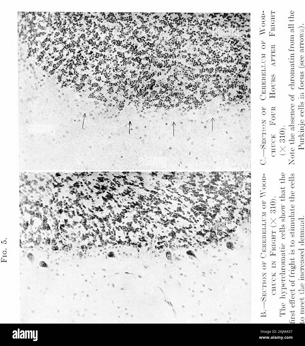 L'origine e la natura delle emozioni; varie carte . S X del liiain egli dischaiged da injur)- undei- anestesia oi- liyOJdinai-y excj muscolare-tion, identico moiphologic chang(^sai-e visto nella nc)e-cellule. In stato di shock da lesioni (Fig. 2),in esaurimento lioiu o-ei-vork (Hodge ha e Dolkn) (Fig. 4). = 5? X •&lt;1 5 ^ 11 12 Le emozioni e mal esaurimento da puro timore (Fig. 5), il resultantgeneral debolezza funzionale è simile in ogni caso un certainlength del tempo è rec)richiedono di effettuare il ripristino e in ogni thereare variatori morfologiche nel hrain-cellule. È abbastanza chiaro che in Foto Stock