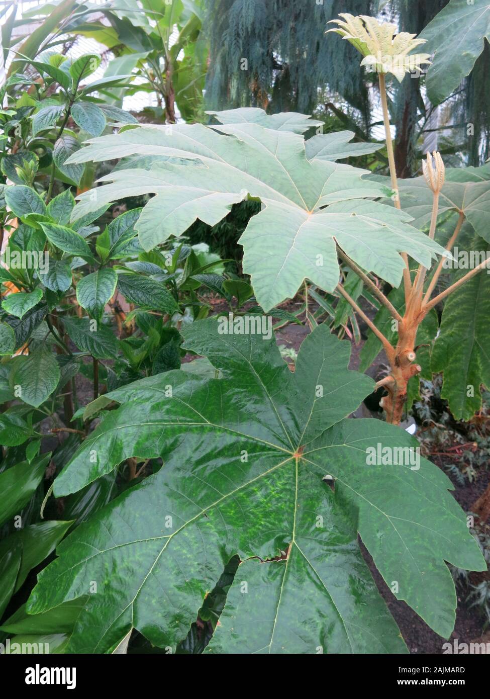 Close-up del vasto-leafed 'carta di riso vegetale", Tetrapanax papyriferus, nativo di Taiwan e Cina, con fibre precedentemente utilizzato nella produzione di carta. Foto Stock