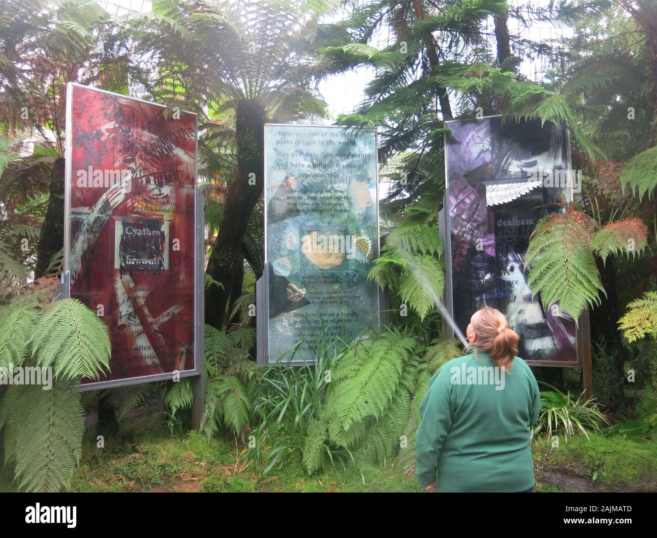 Un dipendente di sesso femminile è utilizzando un tubo flessibile per acqua la raccolta nazionale di felci arboree in serre a Glasgow Botanic Gardens. Foto Stock